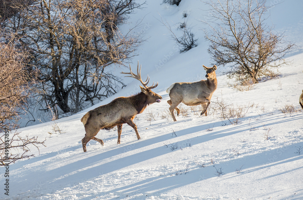 Deer in the snow against the sky and mountains. A herd of wild deer. Deer in the snow against the sky and mountains. A herd of wild deer.