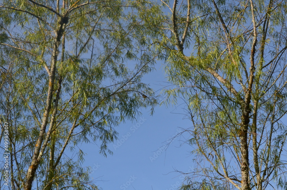 Obraz premium Azul y verde