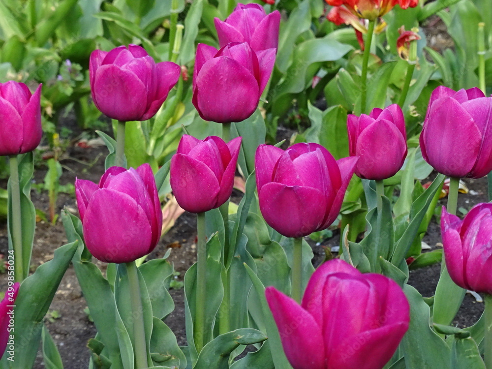 Nice flowers in the park Nice flowers in the park