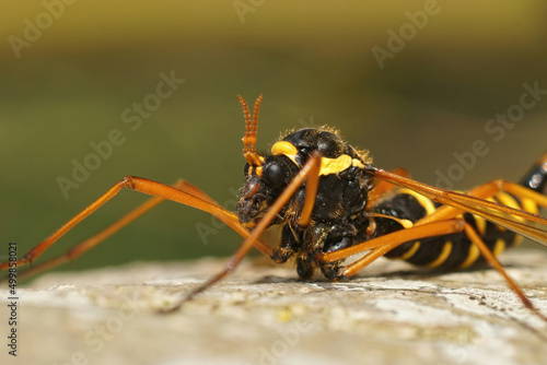 Closeup on the head of a rather large and colorful crane fly, Ctenophora flaveolata, mimicking a wasp photo
