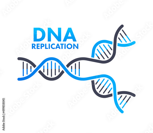 DNA replication. DNA molecules, molecular biology. Vector stock illustration.