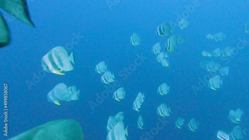 Shoal of orbicular circular batfish platax orbicularis swimming in blue open water photo