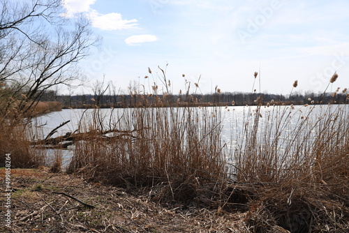 reeds in the water