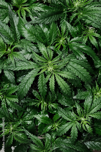 Cannabis CBD plant close up. Layout of fresh marijuana leaves  blooming bush background  top view  flat lay. Hemp recreation  legalization concept.