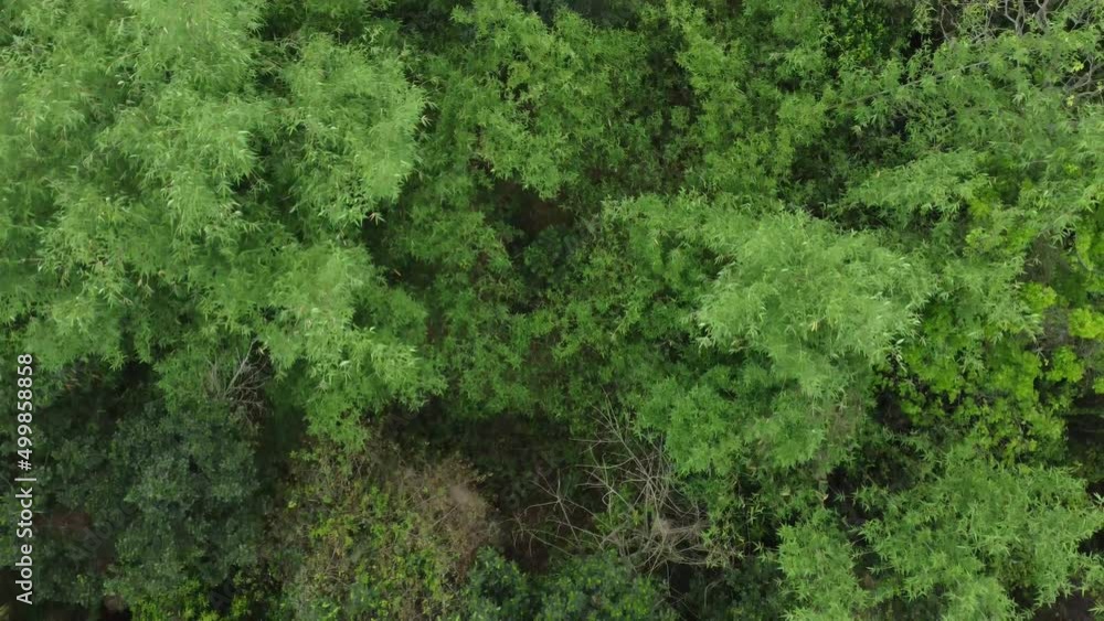 Aerial or top view of deep green forest or jungle. The leaves of green trees produce a lot of oxygen. The role of forests is very important in maintaining the level of oxygen. Aerial or top view of deep green forest or jungle. The leaves of green trees produce a lot of oxygen. The role of forests is very important in maintaining the level of oxygen.