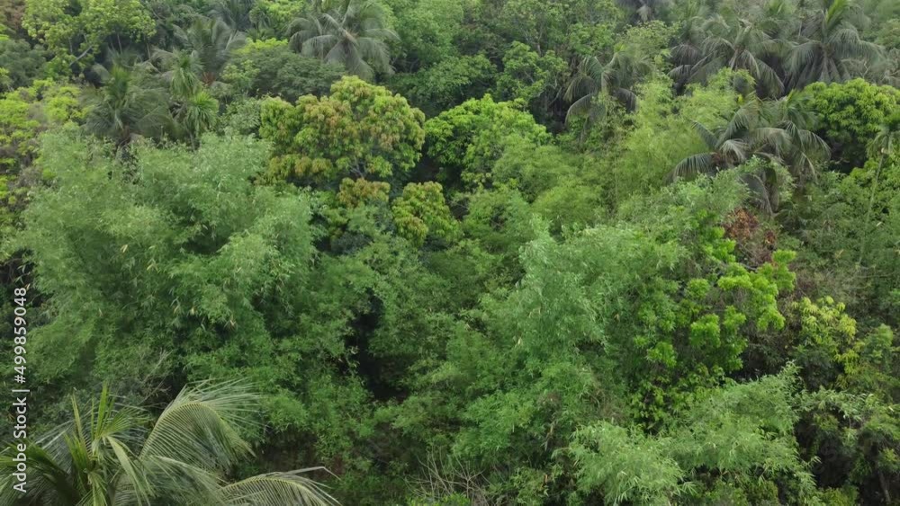 Aerial or top view of deep green forest or jungle. The leaves of green trees produce a lot of oxygen. The role of forests is very important in maintaining the level of oxygen. Aerial or top view of deep green forest or jungle. The leaves of green trees produce a lot of oxygen. The role of forests is very important in maintaining the level of oxygen.