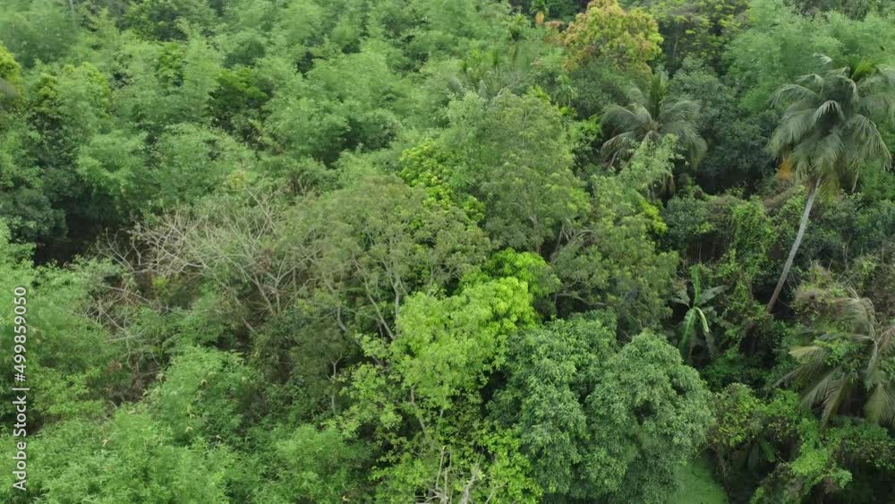 Aerial or top view of deep green forest or jungle. The leaves of green trees produce a lot of oxygen. The role of forests is very important in maintaining the level of oxygen. Aerial or top view of deep green forest or jungle. The leaves of green trees produce a lot of oxygen. The role of forests is very important in maintaining the level of oxygen.