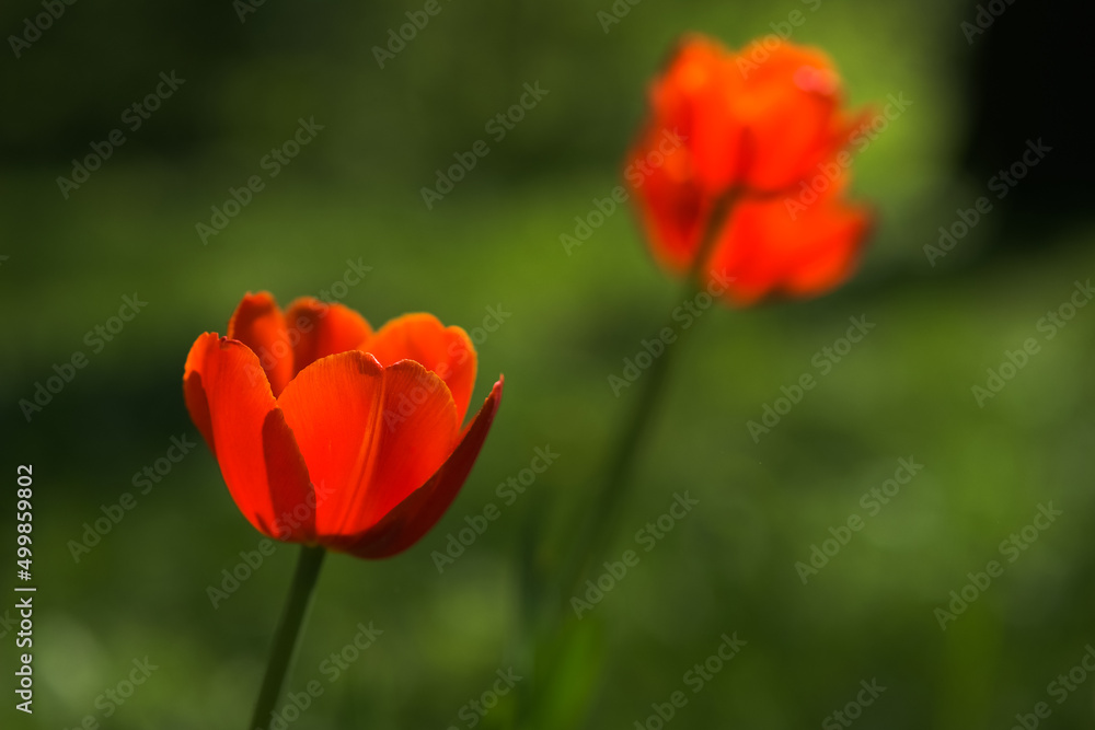 Bright yellow and red tulip flower. Spring background. Bright yellow and red tulip flower. Spring background.