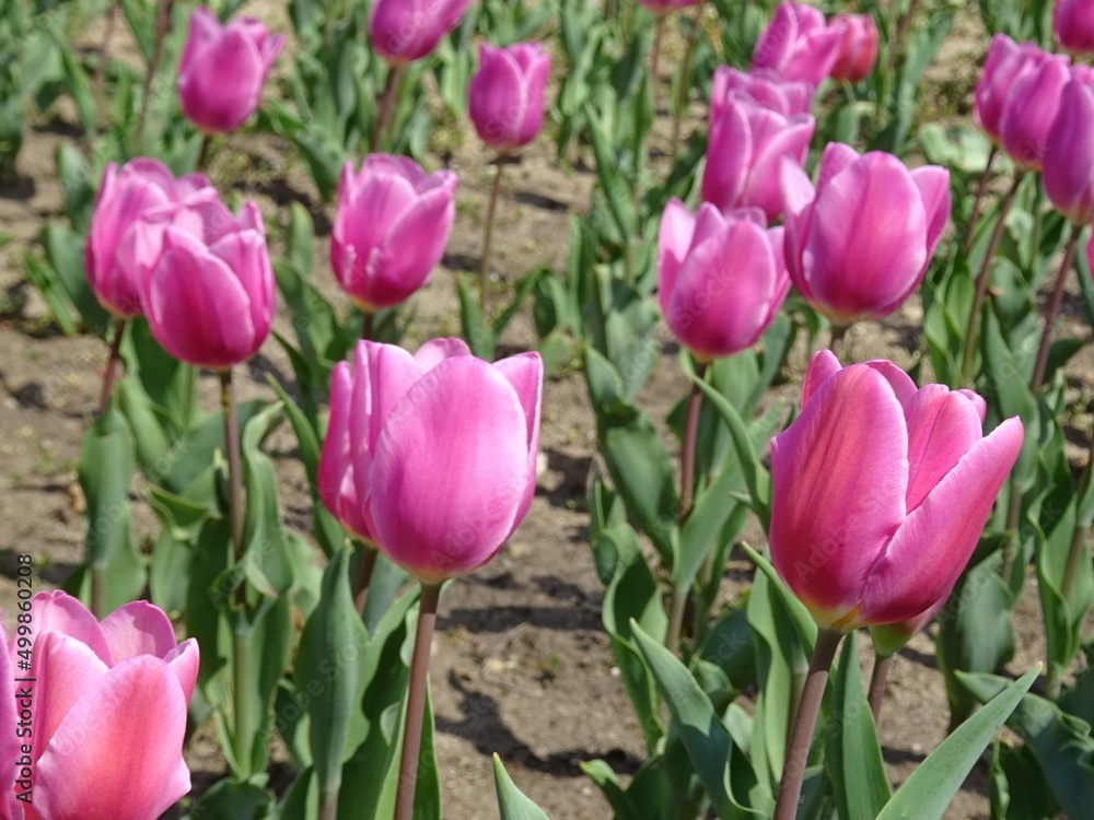 Nice flowers in the park