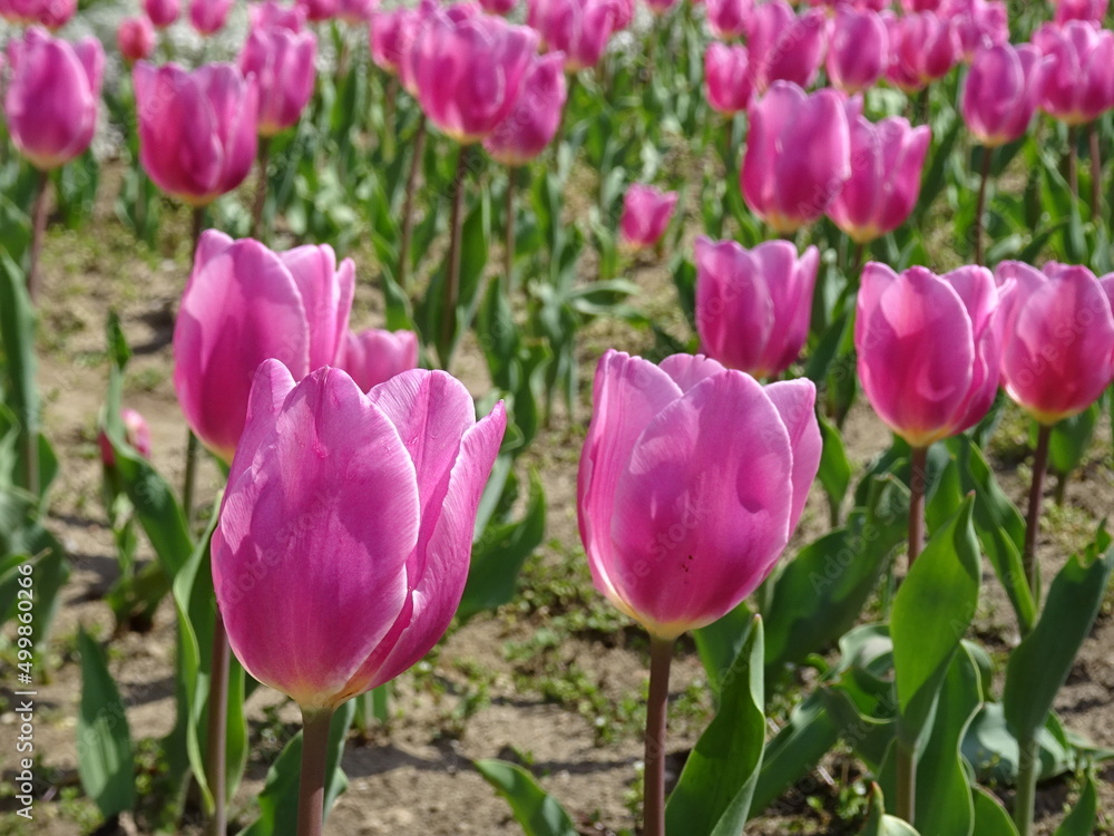 Nice flowers in the park