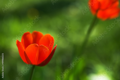 Bright yellow and red tulip flower. Spring background.