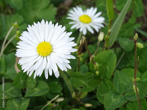 Nice flowers in the park