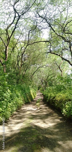 Canvastavla path in the forest