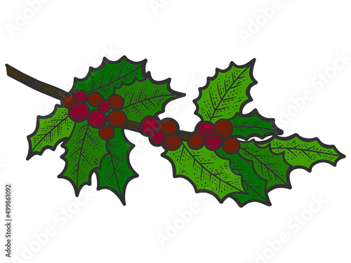 Colored holly twig. Line art sketch picture. Hand drawn.