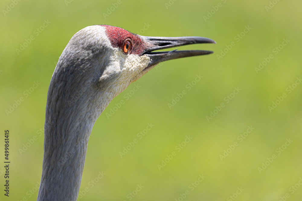 Bird grullas