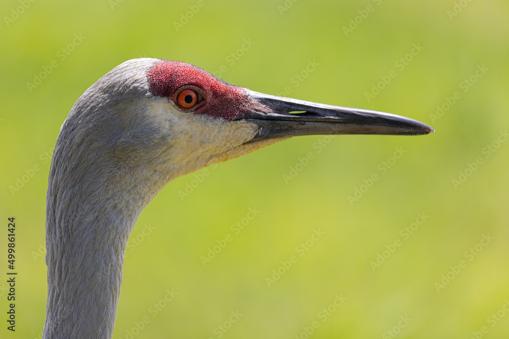 Bird grullas