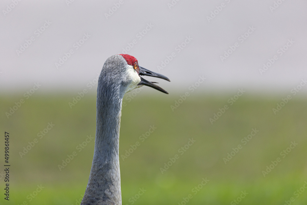Naklejka premium Bird grullas