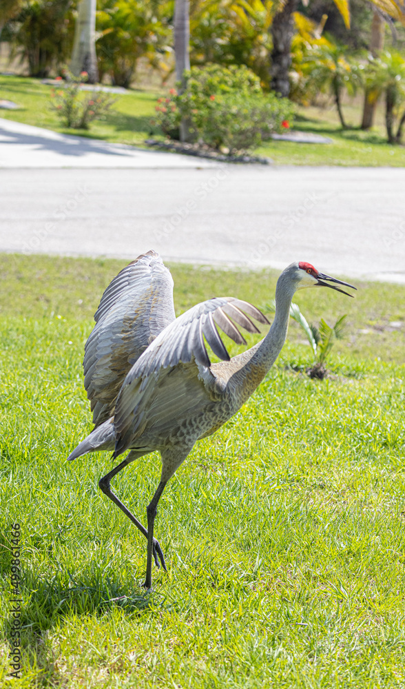 Bird grullas