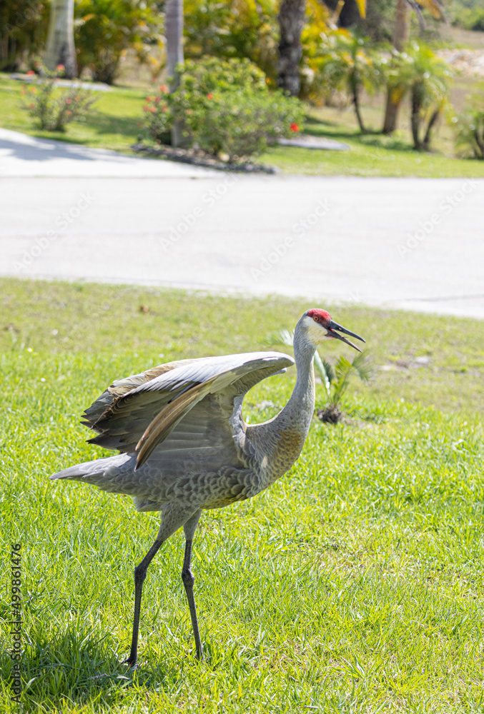 Bird grullas