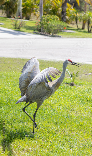 Obraz na płótnie Bird grullas w salonie