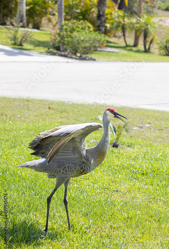 Obraz na płótnie Bird grullas w salonie