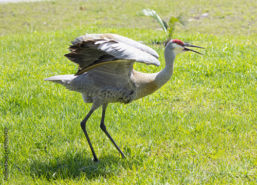 Obraz na płótnie Bird grullas w salonie