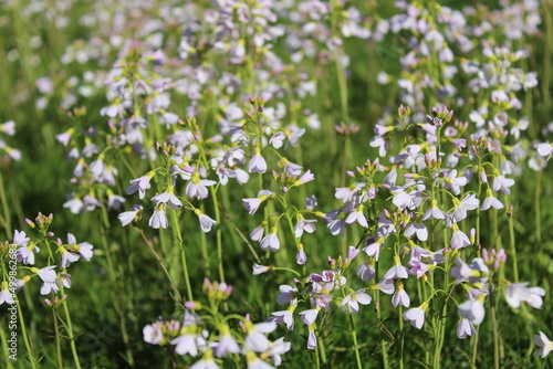 Wiesenschaumkraut