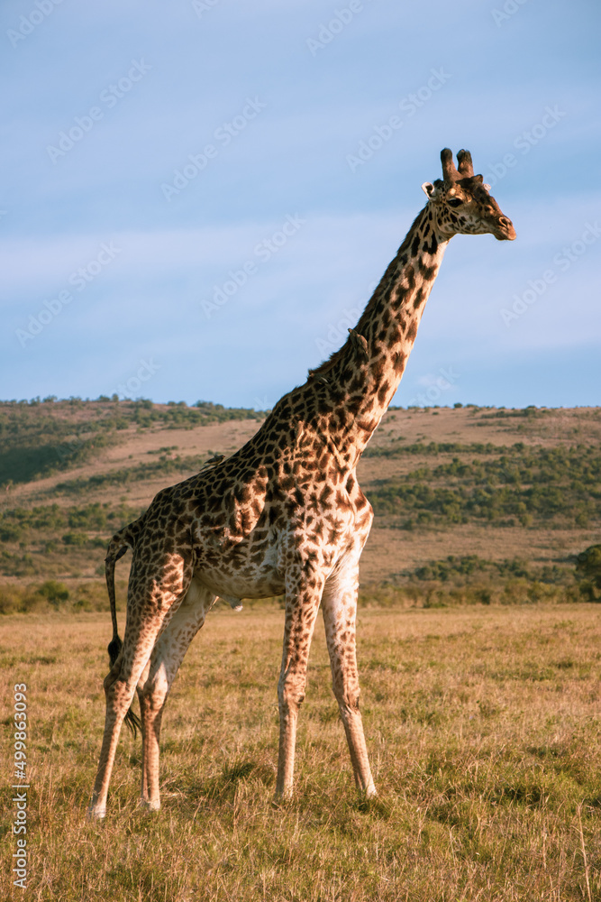 Obraz premium Giraffe of the Maasai Mara