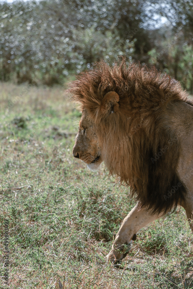 Naklejka premium Lion of the Maasai Mara