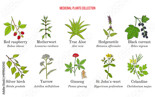 Set of different medicinal plants