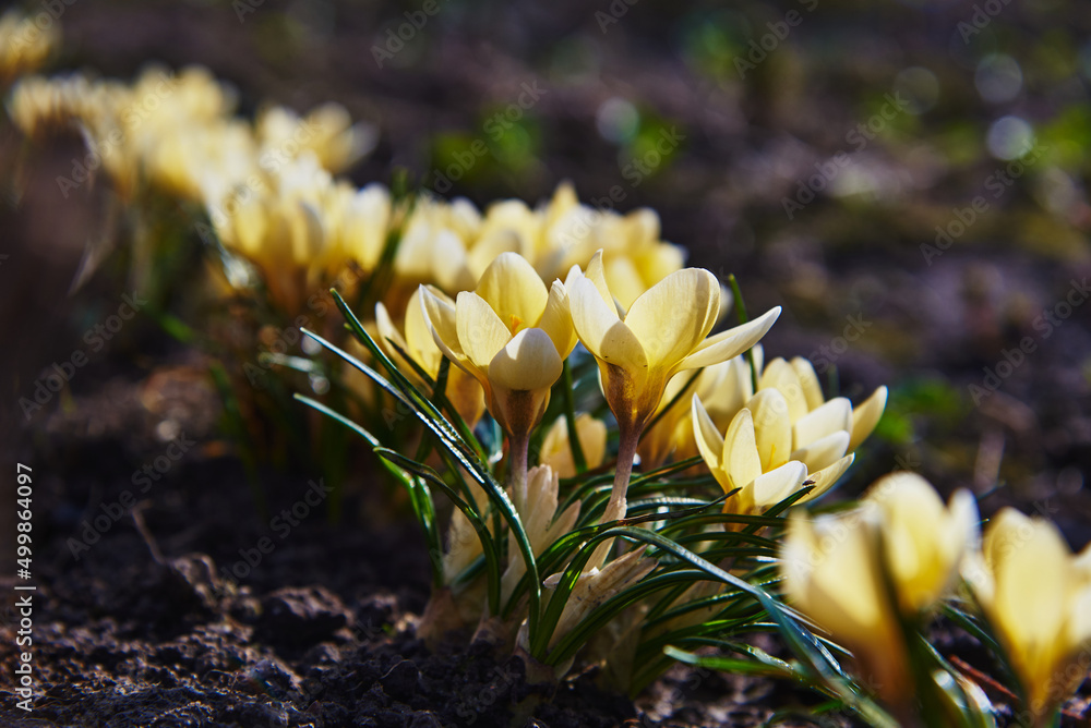 Obraz premium Delicate yellow primroses crocuses. Floral background. Selective focus.