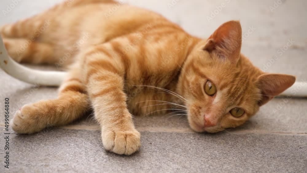 Orange Tabby Cat Lying On The Floor. - close up Orange Tabby Cat Lying On The Floor. - close up