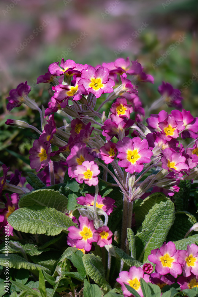 Primrose flower blossoms in spring Primrose flower blossoms in spring