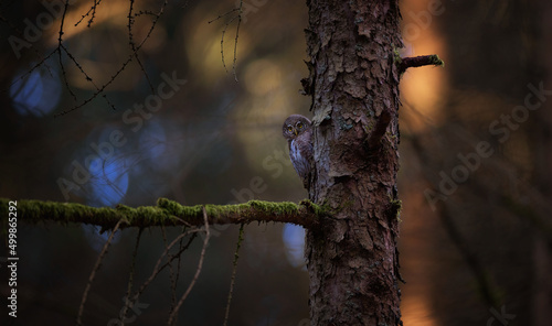 Glaucidium passerinum sitting on a tree branch at sunset or sunrise in a beautiful colorful glow.