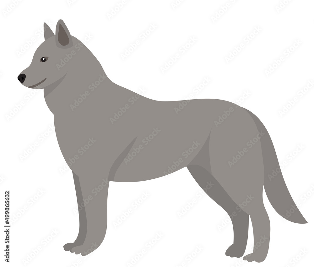 wolf flat design, isolated, vector