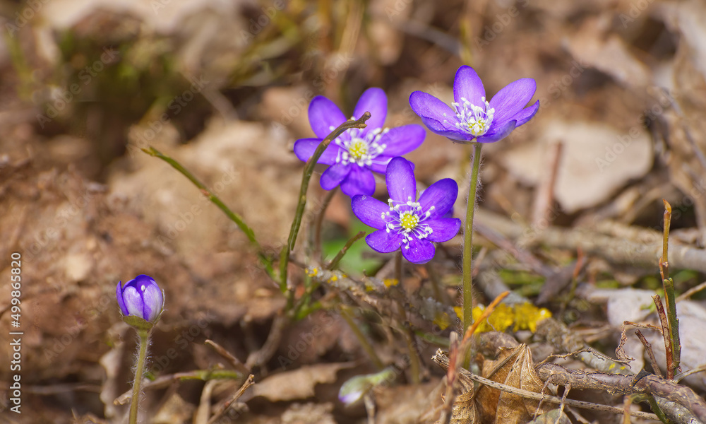 Spring flowers hepatica Spring flowers hepatica
