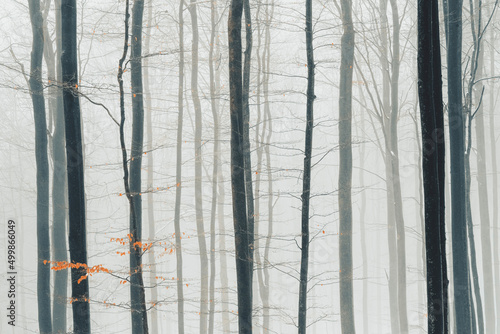 Winter Forest Photography 