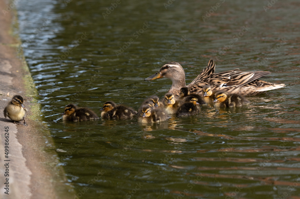 Mallard ducklings swimming with mother duck Mallard ducklings swimming with mother duck