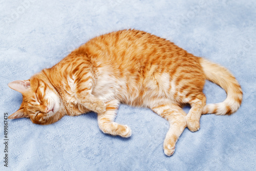 Obraz na plátně Ginger cat lying on the bed and doze. Top view.