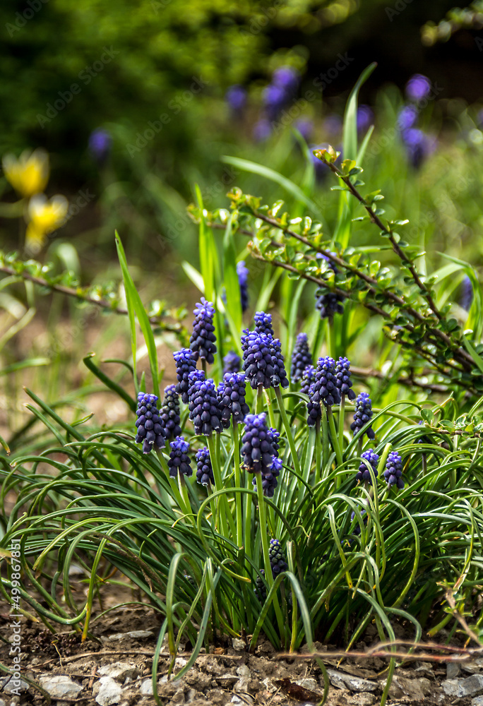 Muscari in the spring garden