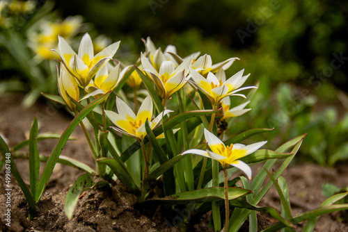 Yellow and white wild forest tulips