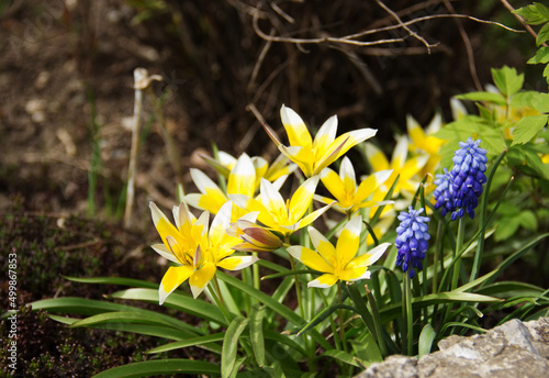 Wild yellow tulips and muscari
