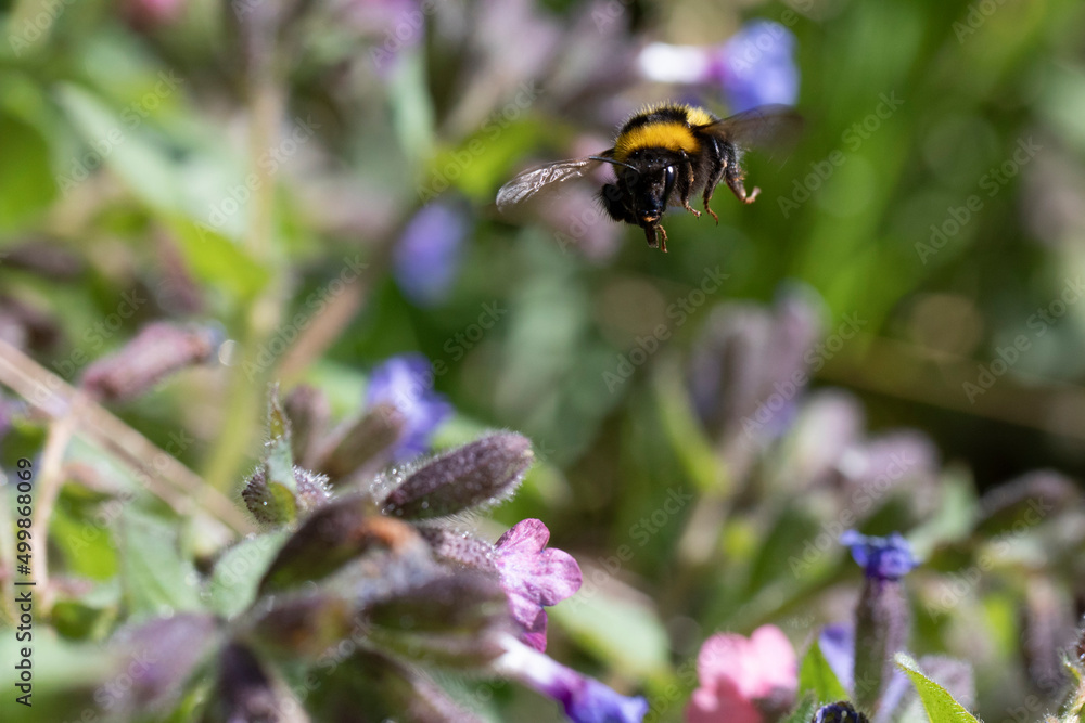 Wilde Hummel im Anflug an Primelblüte Wilde Hummel im Anflug an Primelblüte