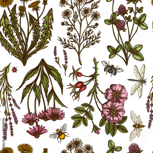 Tea herbs seamless pattern background design. Engraved style. Hand drawn chamomile, cinnamon rose, etc.