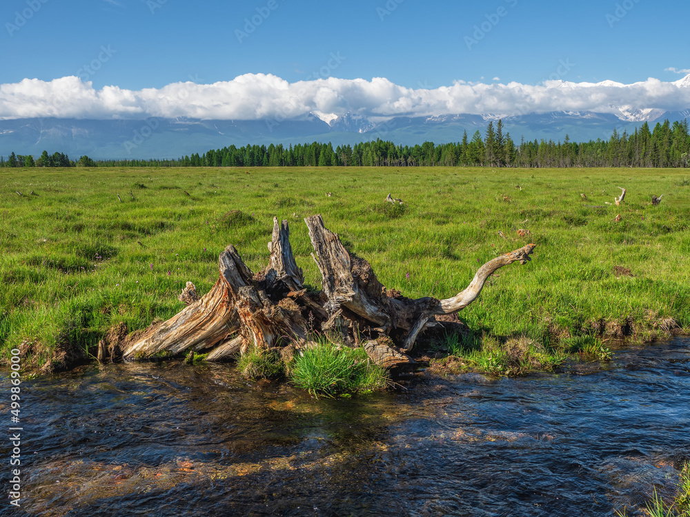 Fabulous driftwood in a nature reserve. Snag Dinosaur on the bank of a mountain stream.