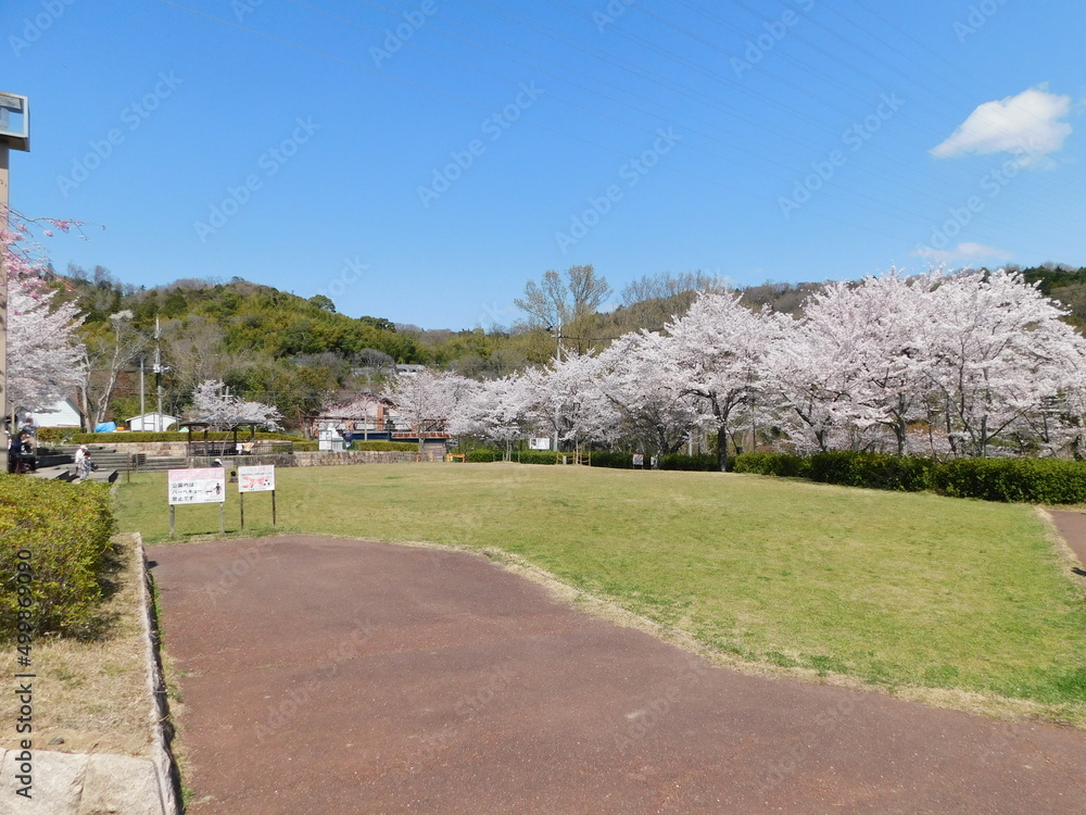 Obraz premium 桜が咲く摂津峡公園(大阪府高槻市で2022年4月撮影)