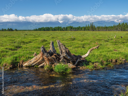Fabulous driftwood in a nature reserve. Snag Dinosaur on the bank of a mountain stream.