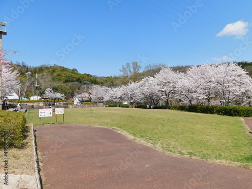 桜が咲く摂津峡公園(大阪府高槻市で2022年4月撮影)