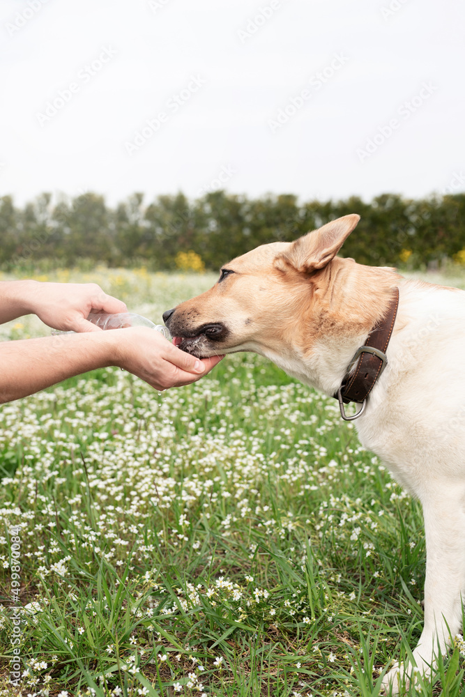 Caring dog owner helps his dog to drink water in summer hot day outdoors Caring dog owner helps his dog to drink water in summer hot day outdoors