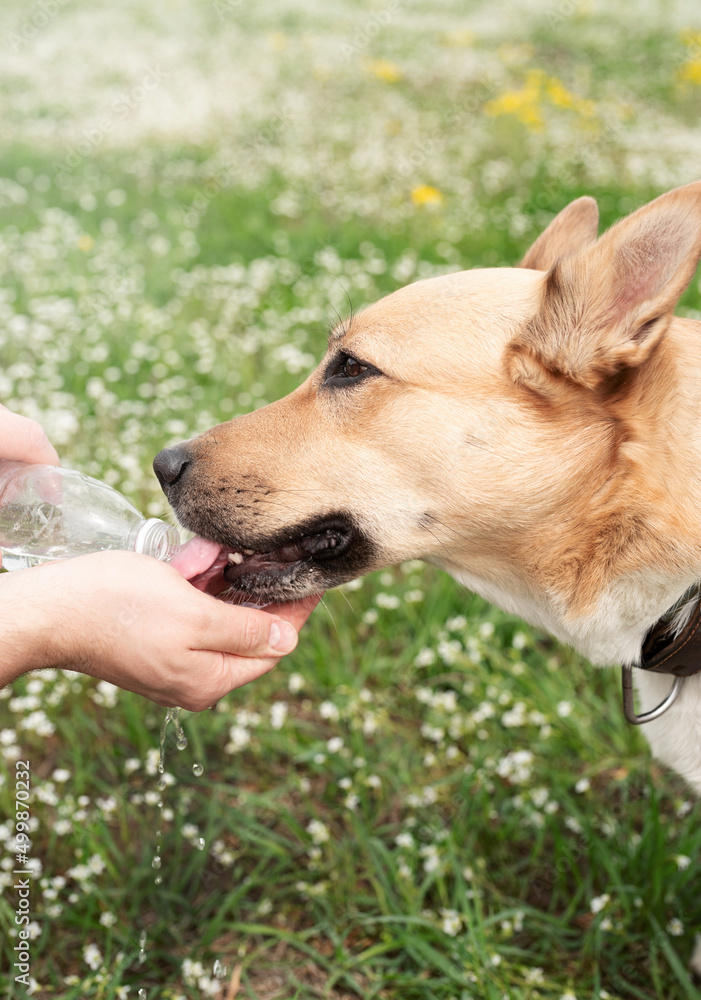 Caring dog owner helps his dog to drink water in summer hot day outdoors Caring dog owner helps his dog to drink water in summer hot day outdoors